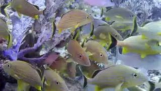 FISH found Dressel Divers Maya Riviera Playa del Carmen Mexico , March 2025 by Pink Fin