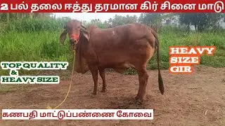 2 பல் தலை ஈத்து தரமான கிர் சினை மாடு...