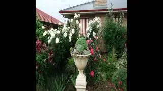Admurraya House Bed & Breakfast - Rutherglen  - Australia