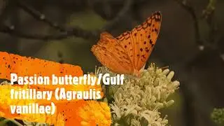 Indian fritillary || Argynnis hyperbius || Indian Fritillary Butterfly