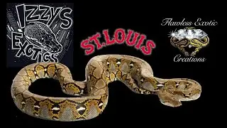 NARBC St Louis: Izzy's Exotics
