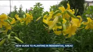 New guide to planting in Madison's residential areas