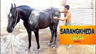 MARWARI HORSE BATH AT CHETAK FESTIVAL SARANGKHEDA