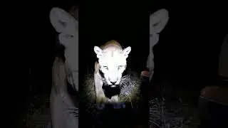you will not believe what i saw  #bodycam #pov