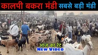 कालपी बकरा मंडी सबसे बड़ी मंडी यूपी | Kalpi Bakra Mandi Latest Video | Kalpi Goat Market |Ziya Vlogs