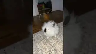 Shaking bunny