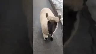 Funny Jumping Sheep😂😳🐑 #shorts #youtubeshorts