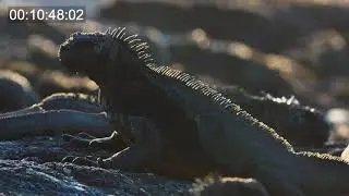 speakeraggio documentari