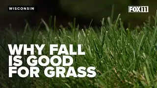 Plant your grass in the fall; why it's the best time for your lawn