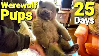 Werewolf Puppies Playing - 25 Day Old Lycan Shepherds