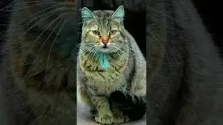 #animals #anime #catlover #bestcatvideos #browncat #whitecat #cat