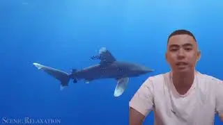 Project: Dive! An Ocean Advocacy