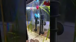 Toothbrush Hack 🪥 #aquarium #bettafish #fish