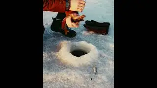 Unbelievable Pike: Catch on Frozen Waters Ice Fishing Thrills!