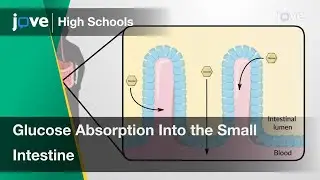 Glucose Absorption Into the Small Intestine | Cell Bio | Video Textbooks - Preview