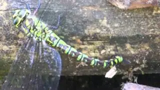 Dragonfly - &oslash;yenstikker  - Drekafluga - Vogv&aelig;ngjur - Flugur - Vatnaskord&yacute;r