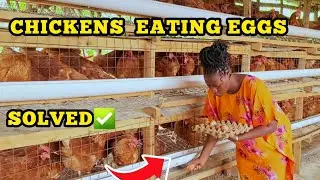  How I stopped my layer chickens from eating their own eggs. #layerchickens #poultryfarm