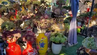 Sen đá bán đẹp đọc lạ 📞 408 834 5979 succulent on-sale 01.16.2026 #aoeuim #echeveria 
