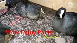 Murghabi ka shikar|Grouse hunting