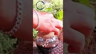 #easygardening #simpleandelegant #diy #ideas #planting #homegarden #nature #tabledecoration