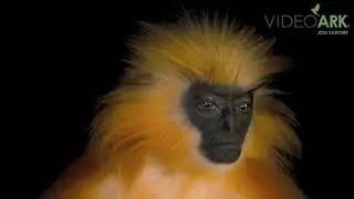 An endangered Gee&rsquo;s golden langur (Trachypithecus geei) at the Assam State Zoo cum Botanical Garden