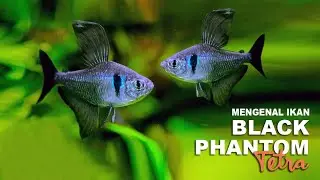 Ikan Hias Cantik Black Phantom Tetra