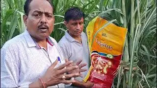 CalPlus Result on Sugarcane