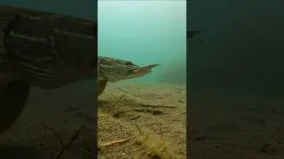 Massive Pike Snaps Lure Apart Underwater #fishing #shorts #pike