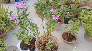 Madagascar periwinkle plant (REHMAT FLOWERS)