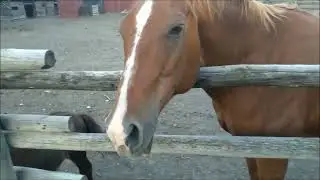 Two normal sized horses and a miniature pony