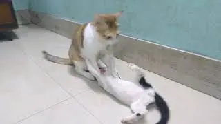 #catsfighting cat's #catspraying