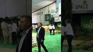 День из жизни фермера: Доим, кормим, ухаживаем за быками