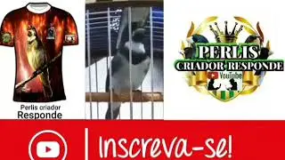 ✅ ENCARTE LIGEIRO COL&Eacute;RO ISMAILIE PARA FILHTE 🏆ao vivo🏆 @Perliscriadorpapacapimecoleiro
