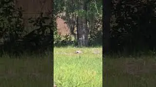 Turtle , Gopher Tortoise 🐢 Eating Grass | Land Turtle