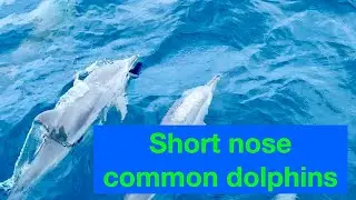 Short-nosed common dolphins join our journey, dancing with Dolphins.