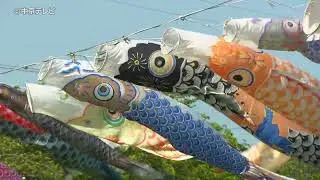 【４Ｋ】３５０匹のこいのぼりをドローン映像で！　岐阜・垂井町
