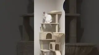 My tripod cat finally nade it to the top floor. #catperson #catsintime #catfilter