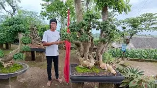 CEK HARGA BONSAI DI PAK SUPRI. 082233233078 nego