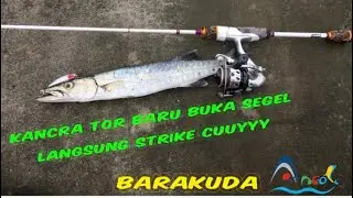 Barakuda ancol | casting barakuda ancol
