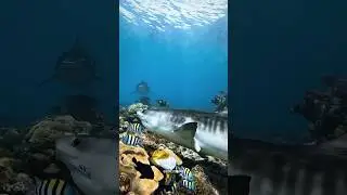 Tiger Shark 😍🦈::#scubadiving  #scuba #diving #underwater #scubalovers #ksa