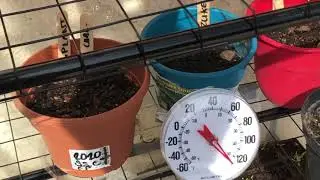 Attempting a vegetable garden with a black thumb.