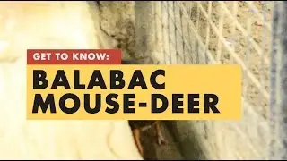 Get To Know: Balabac Mouse-Deer