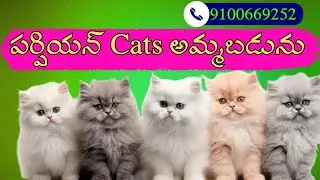 Persian cats for sale 