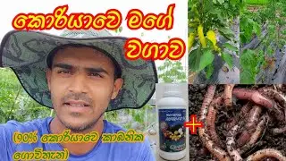 කොරියාවෙ ගෙවතු වගාව (A to Z )සිංහලෙන් ම...SL worldagri youtube channel facebook page