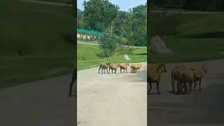 Herd of Sheep | Safari Zoo Pombia Italy #travel #animals #safaripark #sheep #novara #italy