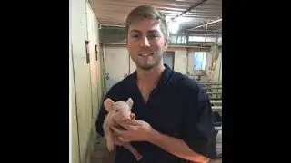 Virtual Field Trip to an Ohio Pig Farm - Farmer Phil - 5/16/19