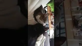 MiniWheat cleans Baggoo Head!