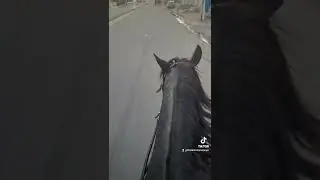 cavalo baxeiro