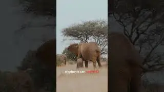 Things you may not know about elephants