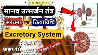 मानव उत्सर्जन तंत्र | Human Excretory System in Hindi 